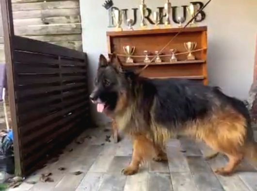 Burkemden A Kalite Son Yavru görsel