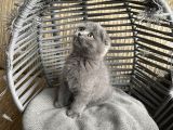 Oyuncu Tontiş Yavru Kedi