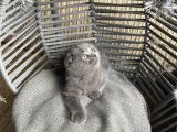 Oyuncu Tontiş Yavru Kedi