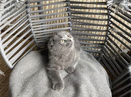 Oyuncu Tontiş Yavru Kedi görsel
