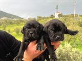 Üst Kali̇te İtalyan Aygirlari