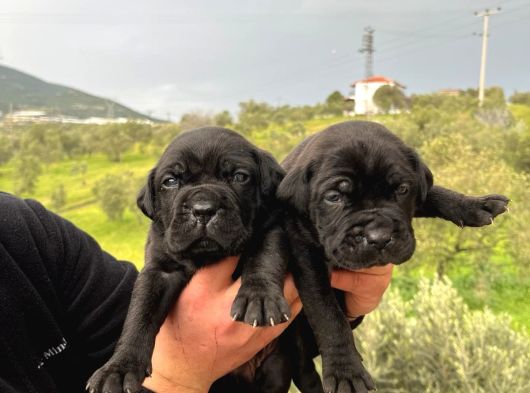 Üst Kali̇te İtalyan Aygirlari görsel
