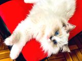 Ragdol Kedi