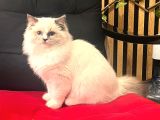 Ragdol Kedi