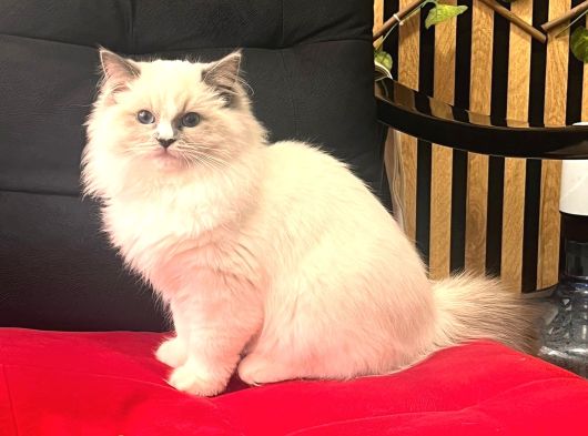 Ragdol Kedi görsel