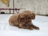 Maltipoo Yavrumuz