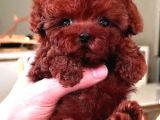 Türkiyenin En Güzel Core Poodle Bebekleri