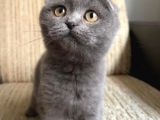 Oyuncu Tontiş Yavru Kedi