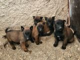Malinois Harika Bebekler