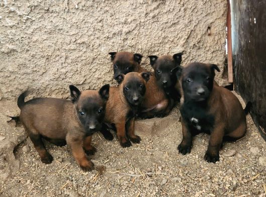 Malinois Harika Bebekler görsel
