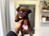 TEACUP KG GARANTİLİ ŞIVAVA YAVRULAR