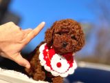 Bi̇blo Toy Poodle Yavrularimiz