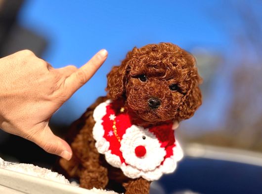 Bi̇blo Toy Poodle Yavrularimiz görsel