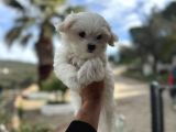 Maltese Yavrularimiz Hazir