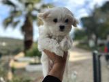 MALTESE YAVRULARIMIZ HAZIR