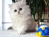 Badem Gözlü Bebek Surat Bri̇ti̇sh Longhai̇r Si̇lver Yavrum