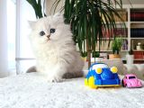 Badem Gözlü Bebek Surat Bri̇ti̇sh Longhai̇r Si̇lver Yavrum