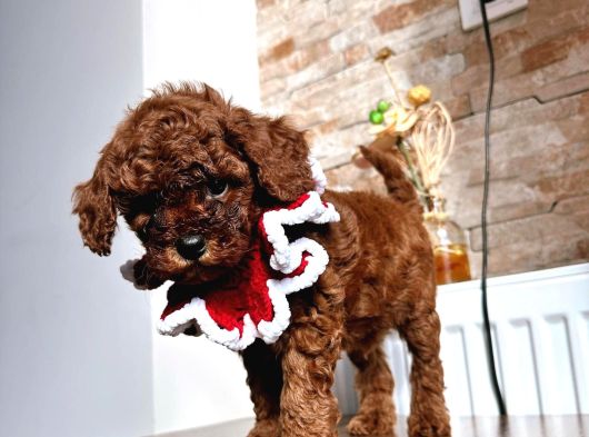 Uygun Toy Poodle görsel