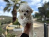 Maltese Yavrularimiz Hazir