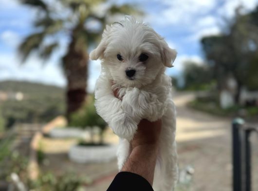 Maltese Yavrularimiz Hazir görsel