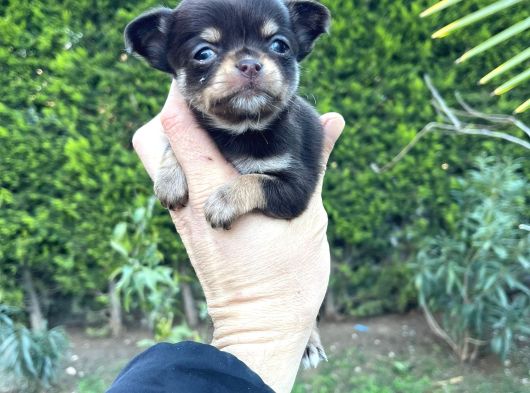 Teacup Kg Garanti̇li̇ Şivava Yavrular görsel