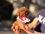 Bi̇blo Toy Poodle Yavrularimiz