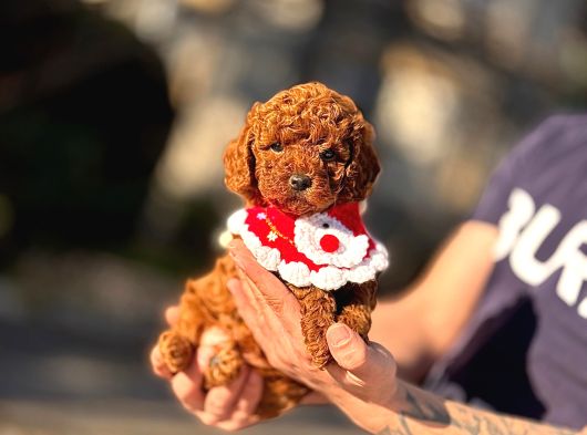 Bi̇blo Toy Poodle Yavrularimiz görsel