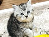 Safkan A Kalite Scr Güzel Bebekler Ücretli