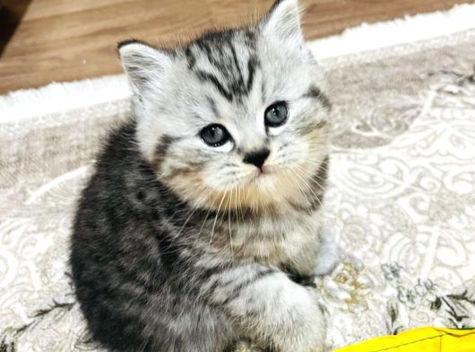 Safkan A Kalite Scr Güzel Bebekler Ücretli görsel
