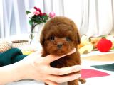 Sağlık Ve Irk Garantili Toypoodle Bebeklerimiz