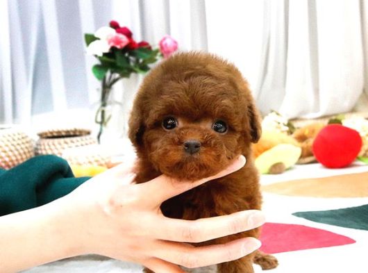 Sağlık Ve Irk Garantili Toypoodle Bebeklerimiz görsel