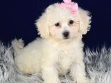 KAR BEYAZ MALTESE TERRİER CİNSLERİ