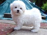 Kar Beyaz Maltese Terri̇er Ci̇nsleri̇