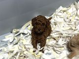 Toy Poodle Yavrumuz 0 Teacup