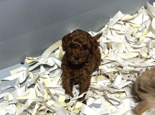 Toy Poodle Yavrumuz 0 Teacup görsel