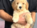 MALTİPOO CİNSİ YAVRULAR EV ÜRETİMİ