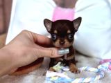Teacup Kg Garanti̇li̇ Şivava Yavrular