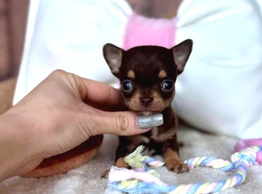 Teacup Kg Garanti̇li̇ Şivava Yavrular görsel