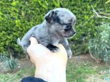 Teacup Kg Garanti̇li̇ Şivava Yavrular