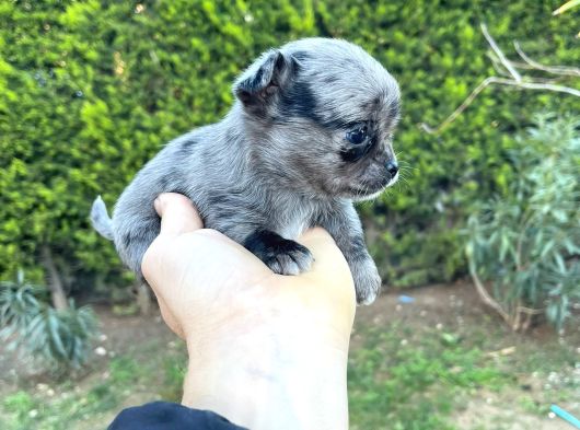 Teacup Kg Garanti̇li̇ Şivava Yavrular görsel