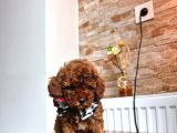 Uygun Toy Poodle