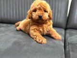 A KALİTE MALTİPOO YAVRULAR