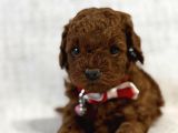 Poddle Bebekler Irk Garanti̇li̇