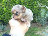 Teacup Kg Garanti̇li̇ Şivava Yavrular