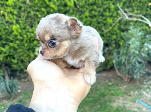 Teacup Kg Garanti̇li̇ Şivava Yavrular görsel