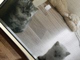Safkan A Kalite Scr Güzel Bebekler Ücretli