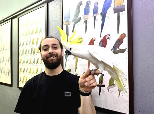 Sülfür Kakadu Dans Eden Evci̇l Konuşan Papağanimiz