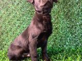 Irk Garantili Labrador Yavrular