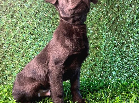 Irk Garantili Labrador Yavrular görsel