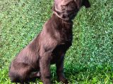Irk Garantili Labrador Yavrular
